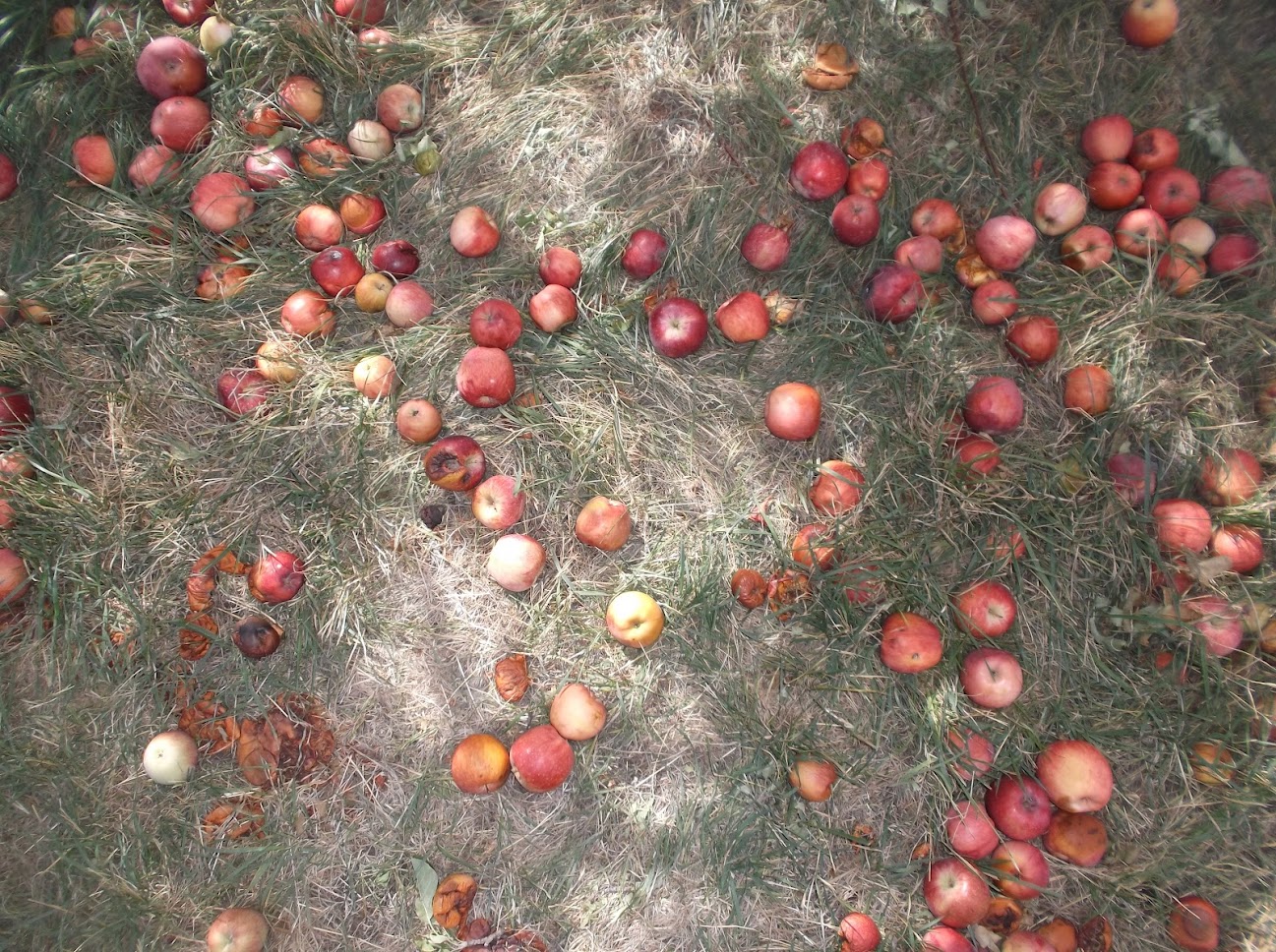 Apples on the floor.